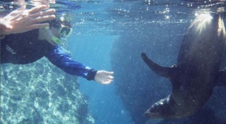  Snorkeling with sea lion 